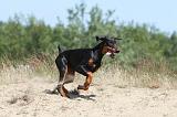 DOBERMANN 776